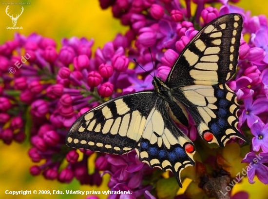 Vidlochvost feniklový /Papilo machaon/