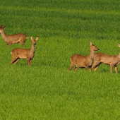 srnčia zver