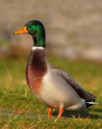 Model