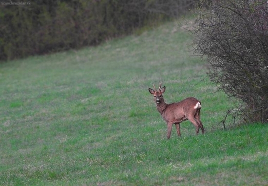 srnec hôrny /capreolus capreolus/