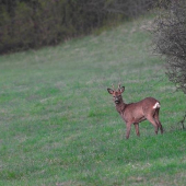 srnec hôrny /capreolus capreolus/