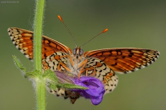 hnedáčik mriežkovaný (Melitaea cinxia)
