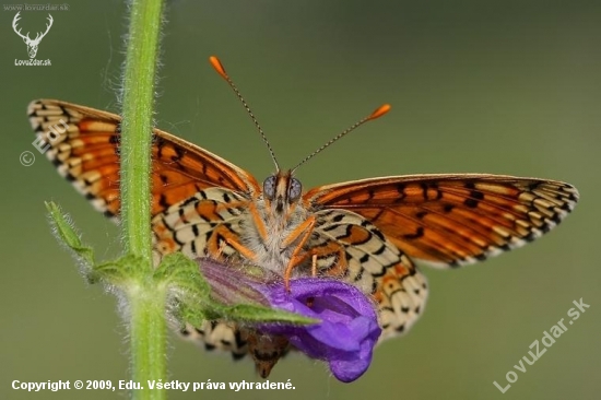 hnedáčik mriežkovaný (Melitaea cinxia)