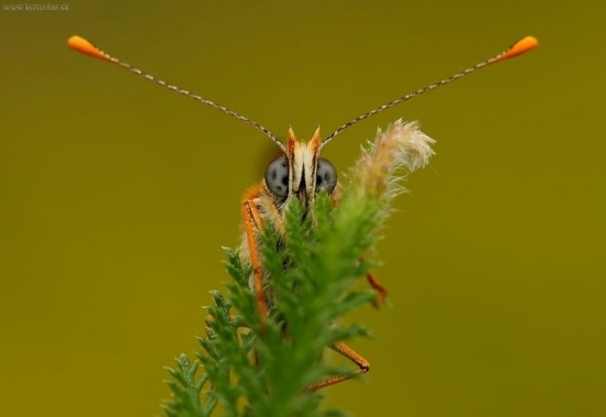 Hnedáčik mriežkovaný