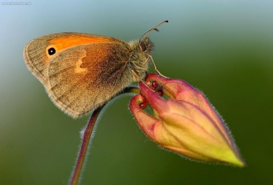očkáň pohánkový (Coenonympha pamphilus)
