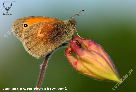 očkáň pohánkový (Coenonympha pamphilus)