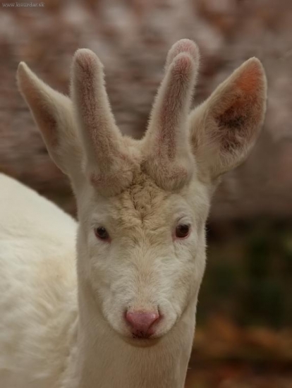 Albinizmus srnčej zveri
