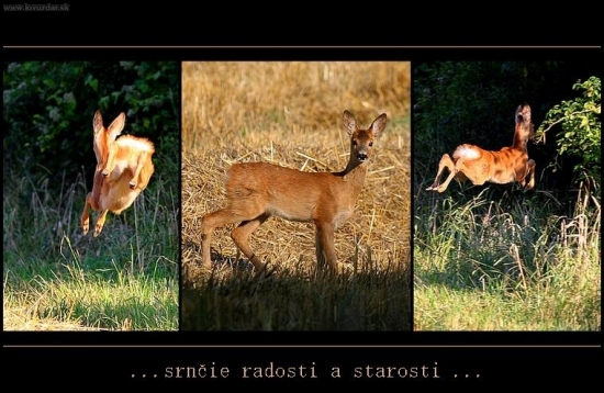 ...srnčie radosti i starosti...