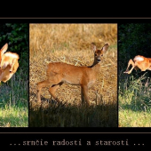 ...srnčie radosti i starosti...