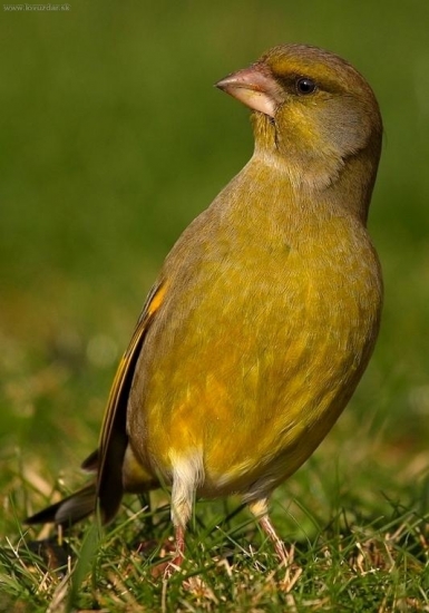 Stehlík zelený /Carduelis chloris /
