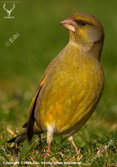 Stehlík zelený /Carduelis chloris /