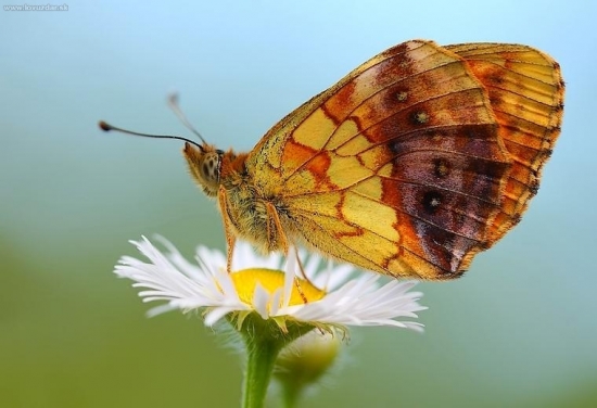 perlovec černicový (Brenthis daphne)