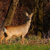 Ja sa z toho poseriem!