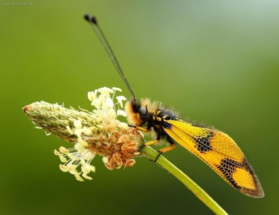 askalafus škvrnitokrídly