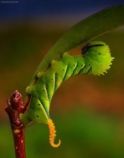 Lisaj-smrtihlav--Acherontia-atropos