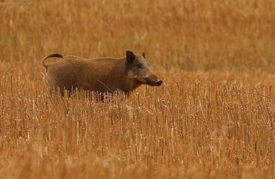 Lanštiak