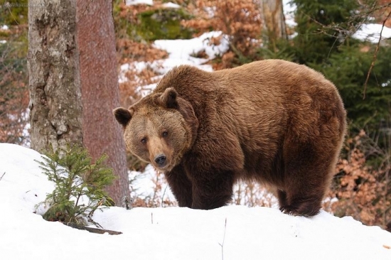 Medveď hnedý