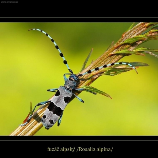 Fúzač alpský /Rosalia alpina/