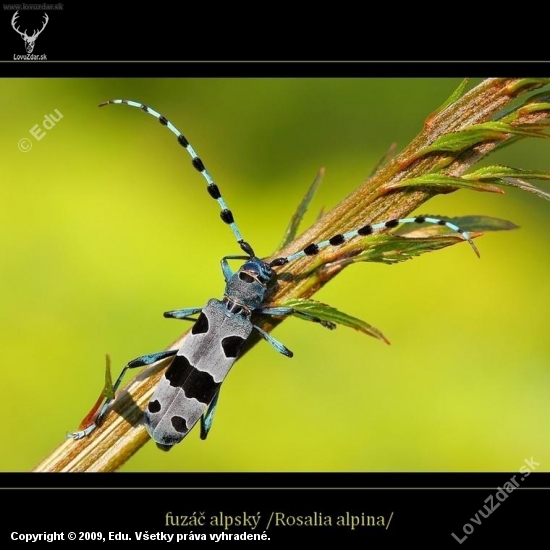 Fúzač alpský /Rosalia alpina/