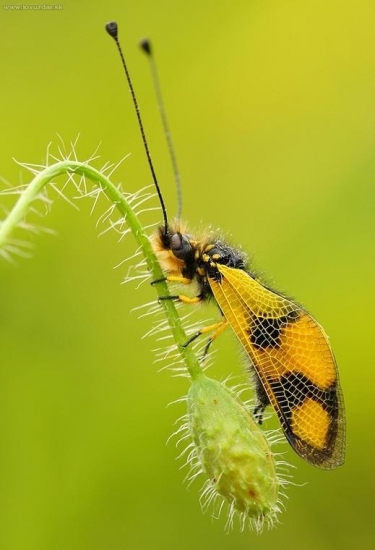 Askalafus škvrnitokrídly