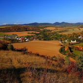Haluzice