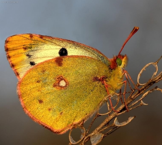 žltáčik ranostajový (Colias hyale)