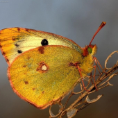 žltáčik ranostajový (Colias hyale)