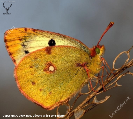 žltáčik ranostajový (Colias hyale)