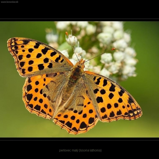 perlovec malý (Issoria lathonia)