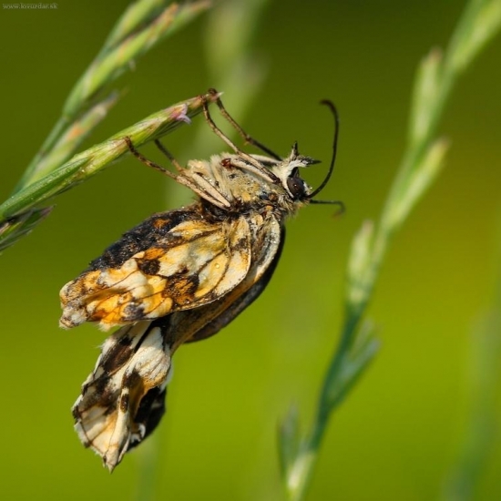 Nafukovanie krídielok