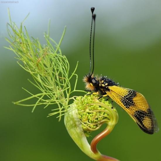 askalafus škvrnitokrídly