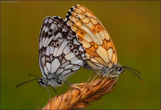 očkáň timotejkový (Melanargia galathea)