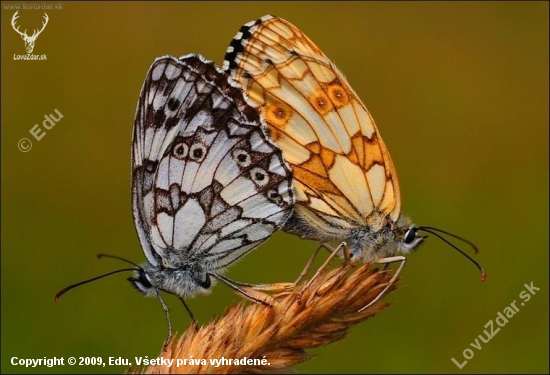 očkáň timotejkový (Melanargia galathea)