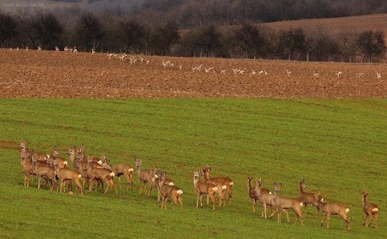 Srnčia zver v Haluziciach