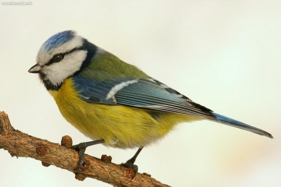 Sýkorka belasá (Parus caeruleus)