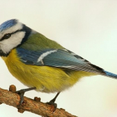 Sýkorka belasá (Parus caeruleus)