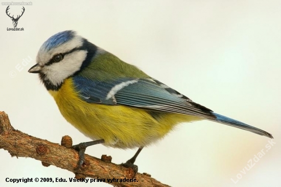 Sýkorka belasá (Parus caeruleus)