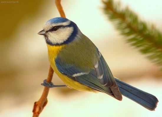 Sýkorka belasá (Parus caeruleus)