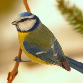 Sýkorka belasá (Parus caeruleus)