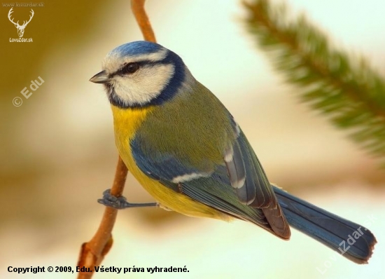 Sýkorka belasá (Parus caeruleus)