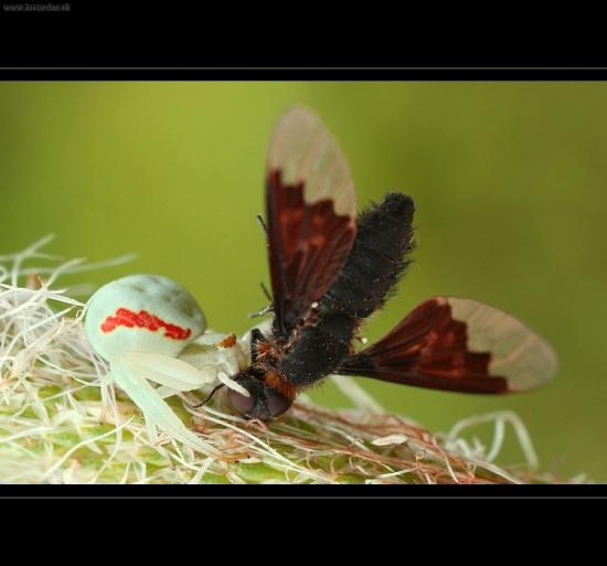 kvetárik dvojtvarý