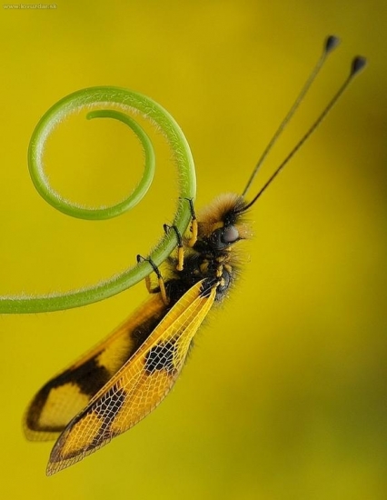 askalafus škvrnitokrídly