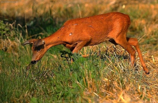 Doráňaná v ruji