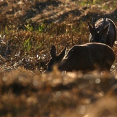 srnčia ruja v protisvetle