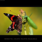 modlivka v akcii
