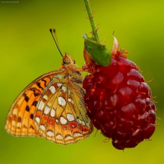 perlovec veľký (Argynnis aglaja)