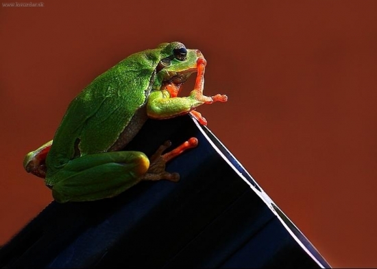 Zdravím divé kačice