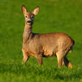 srna v prefarbovaní