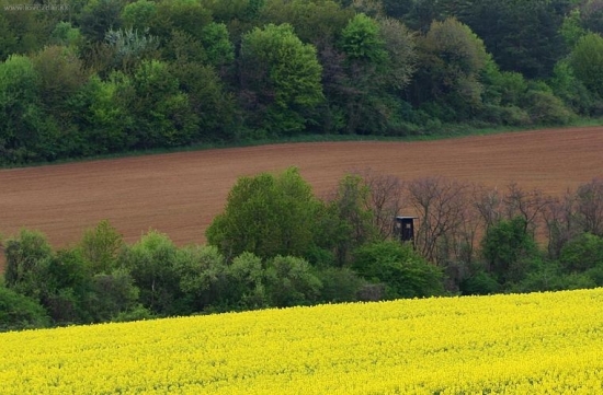 Jarná