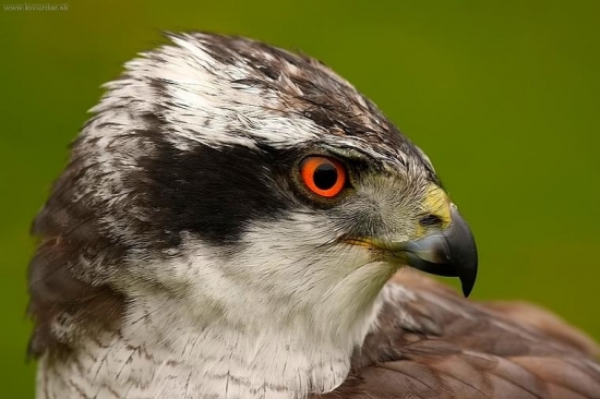 Accipiter gentilis
